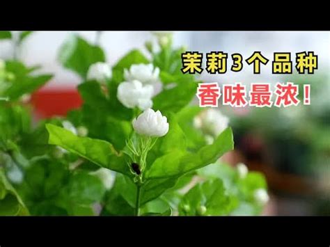 陽台種茉莉花風水|陽台種什麼植物好？風水專家楊登嵙這麼說 